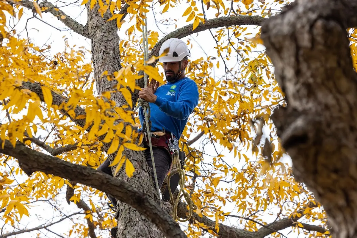 Skilled Tree Pruning crew working in East Jewett