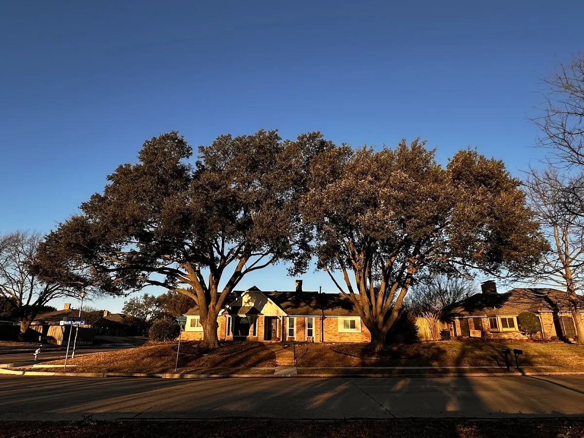 Established residential canopy tree shading a home in East Jewett